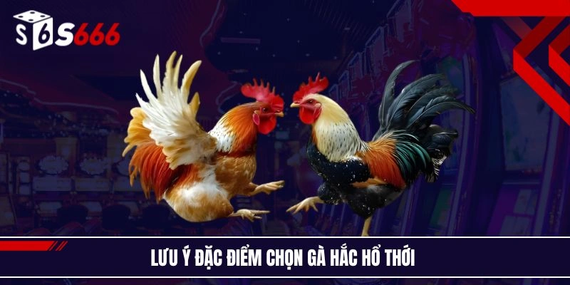 Lưu ý đặc điểm chọn gà hắc hổ thới 